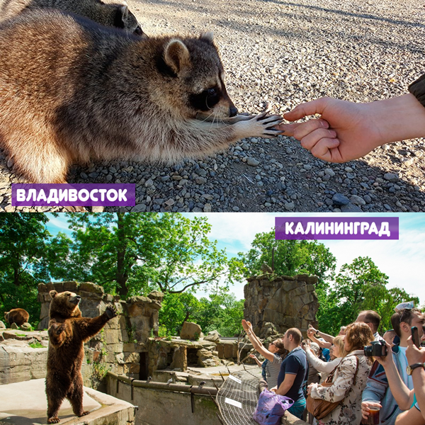 animals